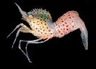 Name a new species of shrimp from south-west Australia