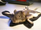 Mäusevorleger Präparat ausgestopft rug mouse Taxidermy