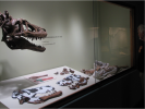 68 Millionen Jahre alter Baby-T-Rex