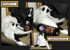 Original ★ Vllig versoffenes Katzen Luder ★ 12 Fotos  Pet Cat Kitty &#97