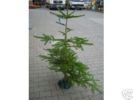 Deutschlands hsslichster Weihnachtsbaum