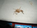 Getrocknete, echte Chinabller - Spinne aus China