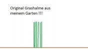 Grashalme aus meinem Garten