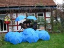 Euro Rettungsschirm Regenschirm Umbrella Inflation Occupy Frankfurt Wallstr