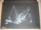 Eizo X-Ray Pinup-Kalender 2011 *RARITT*