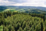 1 Dose Frische Thüringer Wald / Rostbratwurst Luft