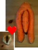 Riesen Penis Karotte - Sexy monster Glied / Schwanz + Mumu Kartoffel