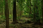 Teak Farm Ecuador   15-20 Jahre alte Bäume  100 ha Land