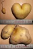 Kartoffeln: Sack mit "Rechtsträger" Penis