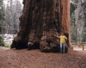 + interessanter Riesenbaum, wird uralt: Bergmammut