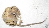 ToTaL CrAzY  Maus-Mumie, mumifizierte Maus