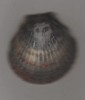 WEIRD UNIQUE -SEA SHELL-FACE OF MAN OF THE SEA OR JESUS