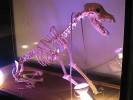 Skelett Hund, Knochenmodell in Glasvitrine mit Beleuchtung, treues Haustier