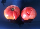 Bse Tomaten (echt) Bad Tomatos