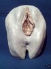 Skulptur Vagina Granit Gold Kunst Abformung Naturecht