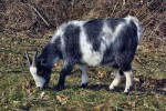 Ziege selbst melken, Biomilch ganz frisch