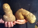 "Wunder der Natur" 2 Kartoffel Dildo/ Penis  Supergroß ca.15cm Superschwer ca1Kg