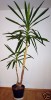 Zierbaum Brasilholz(Dracaena Massangeana),Hhe ca.2.20m