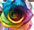 Regenbogen Rose - Rainbow Rose - nicht besprht!