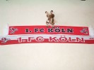 Vom Rotzverein dem 1. FC Kln: Fanschal (2 Stck) plus Maskottchen Hennes