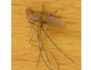 Culex pipiens (Tote Mcke)