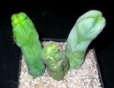 Penis-Kaktus Trichocereus bridgesii inermis Kakteen