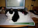 MOUSEPAD/ MOUSEPET**HAARIG UND VERFRESSEN!!!