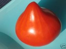 ♥ ROTES VENUSBRSTCHEN  Busen Tomate,Tomaten-Samen