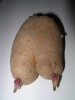 essbare Brüste Brust Busen aus Kartoffel