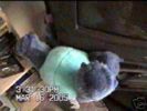 Haunted Possessed Disney Stitch Teddy Dangerous?