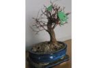 Prothesen Bonsai sucht Familie